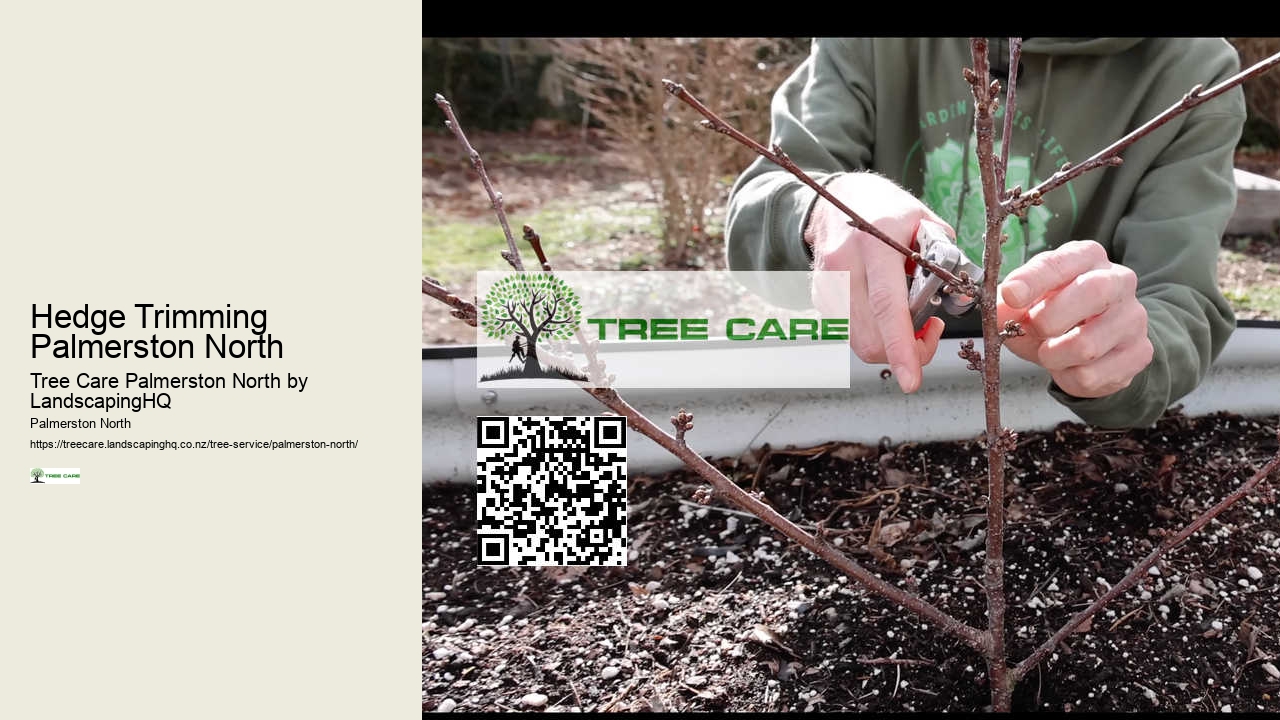Tree Care and Maintenance Palmerston North
