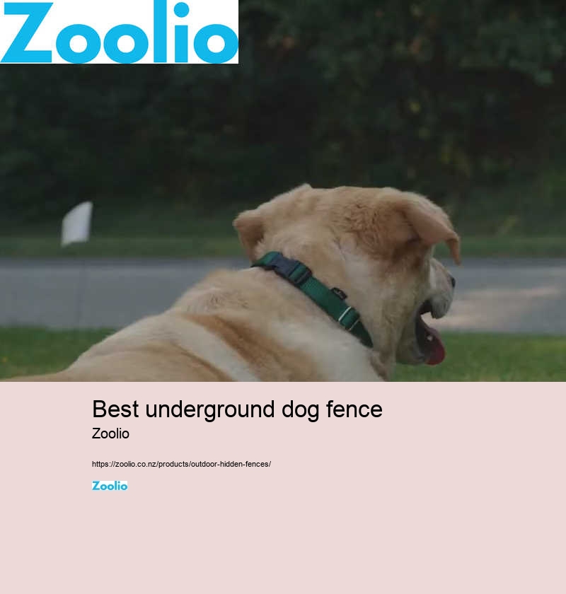 best underground dog fence