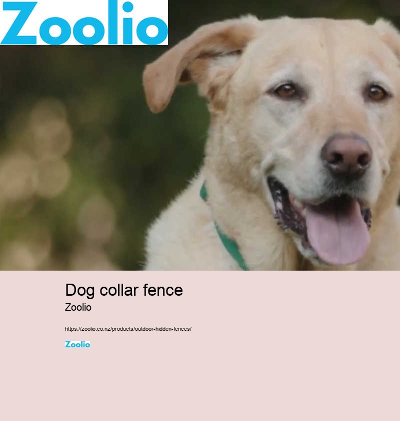 dog fence cost