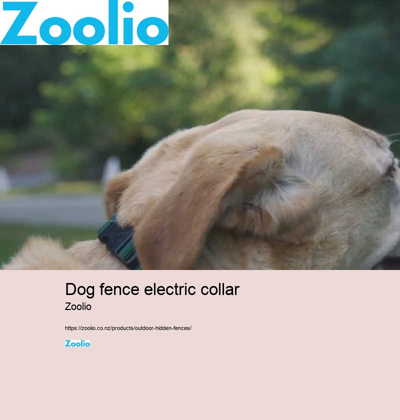 dog fence electric collar